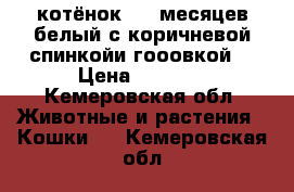 котёнок 2-3 месяцев белый с коричневой спинкойи гооовкой  › Цена ­ 2 000 - Кемеровская обл. Животные и растения » Кошки   . Кемеровская обл.